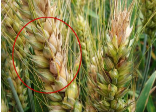 食品中真菌毒素的檢測方法有哪些？