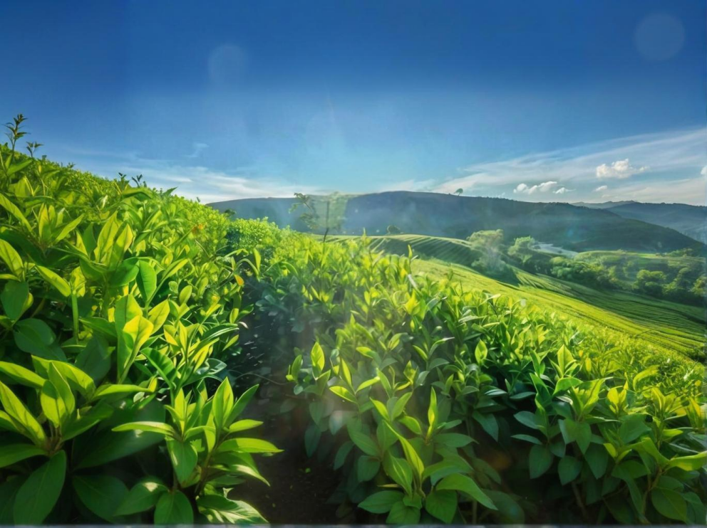 荼葉生產(chǎn)地配置了萊恩德農(nóng)藥殘留檢測儀，提升茶葉銷售市場