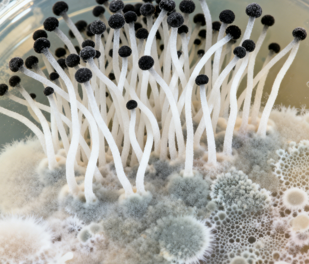 飼料原料冬季儲(chǔ)存風(fēng)險(xiǎn)升級(jí)，熒光定量真菌毒素檢測(cè)儀功能顯優(yōu)勢(shì)