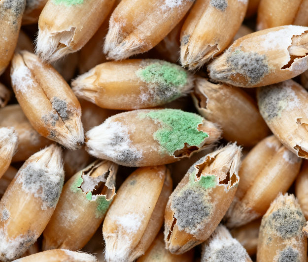 高校實(shí)驗(yàn)室用：LD-LZ1真菌毒素檢測(cè)儀，熒光定量技術(shù)適配教學(xué)科研